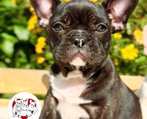 BRINDLE MALE “GRIFFIN“ FRENCH BULLDOG FRENCHBULLDOGSLA.COM
