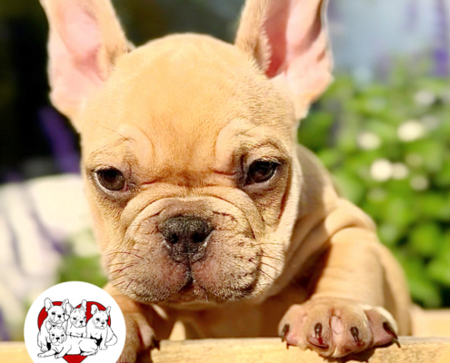 FAWN MALE ”OLIVER“ FRENCH BULLDOG FRENCHBULLDOGSLA.COM